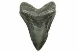 Fossil Megalodon Tooth - South Carolina #374704-1